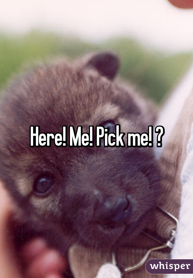 Here! Me! Pick me! 😀