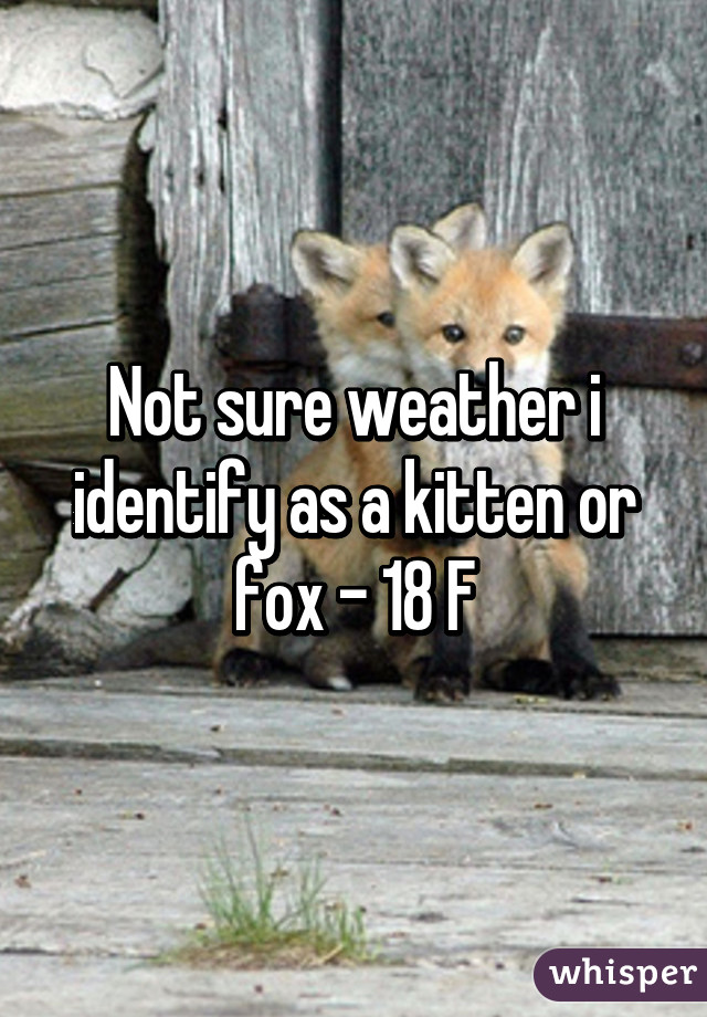 Not sure weather i identify as a kitten or fox - 18 F