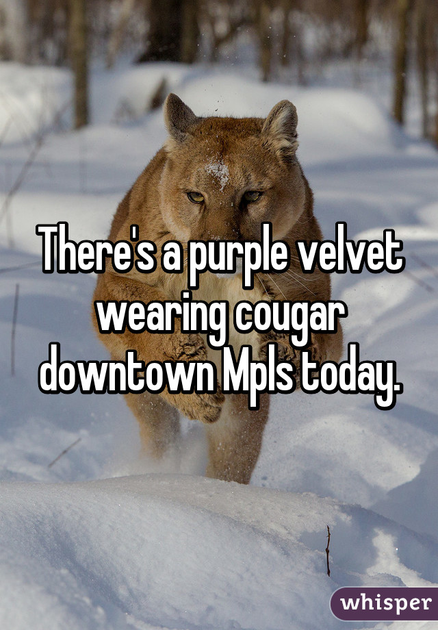 There's a purple velvet wearing cougar downtown Mpls today.