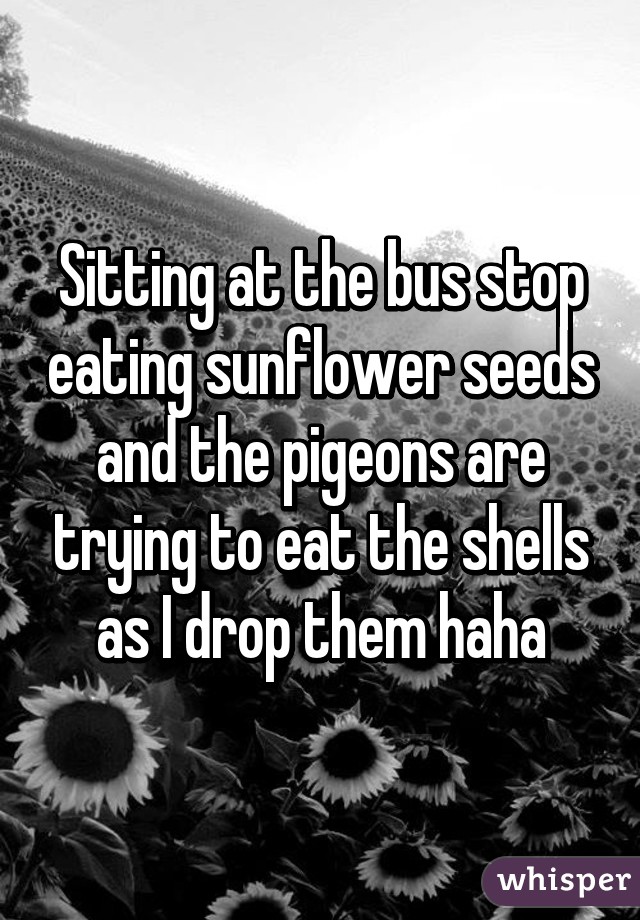 Sitting at the bus stop eating sunflower seeds and the pigeons are trying to eat the shells as I drop them haha