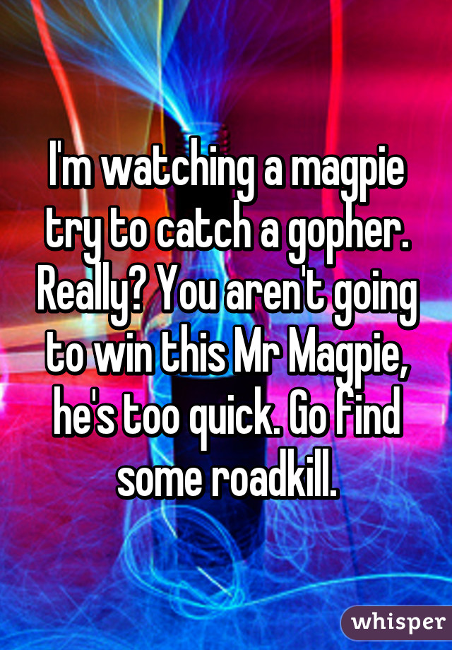 I'm watching a magpie try to catch a gopher. Really? You aren't going to win this Mr Magpie, he's too quick. Go find some roadkill.