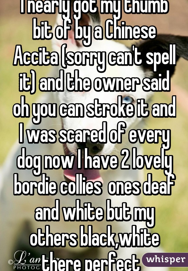 I nearly got my thumb bit of by a Chinese Accita (sorry can't spell it) and the owner said oh you can stroke it and I was scared of every dog now I have 2 lovely bordie collies  ones deaf and white but my others black,white there perfect  