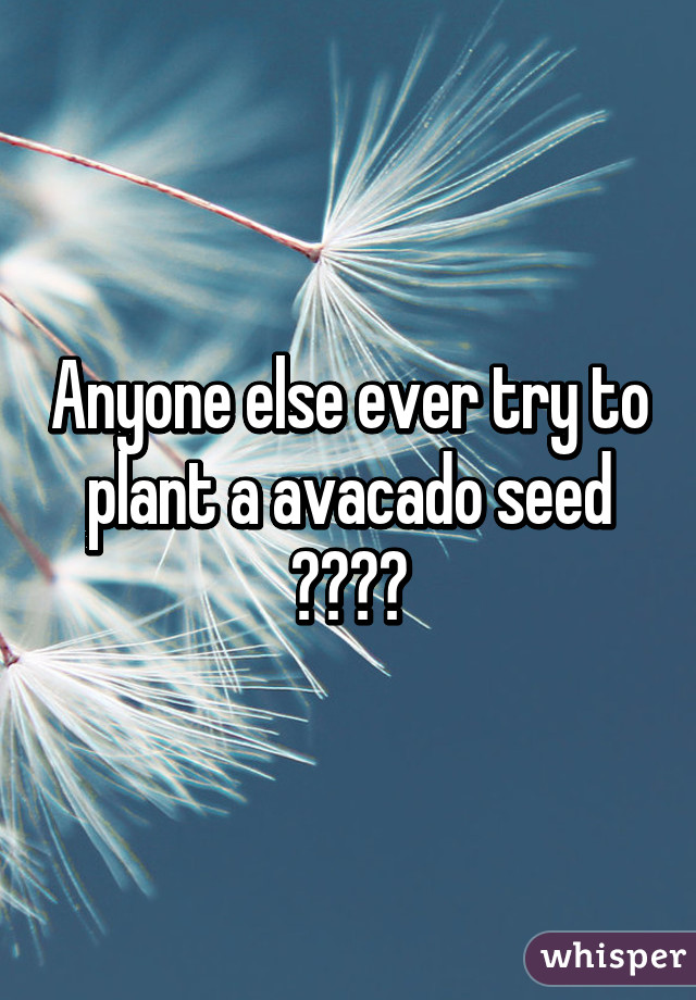 Anyone else ever try to plant a avacado seed 😂😂😂😂