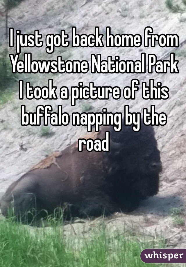 I just got back home from Yellowstone National Park
I took a picture of this buffalo napping by the road
