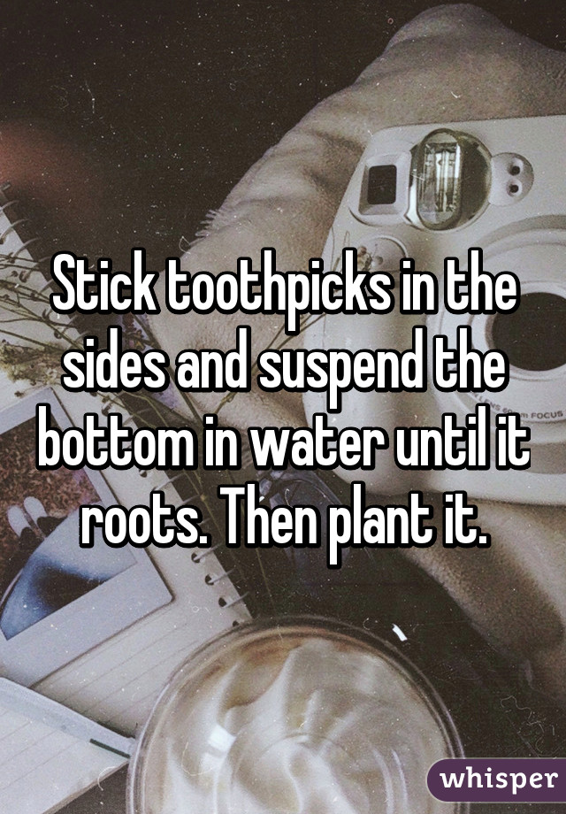 Stick toothpicks in the sides and suspend the bottom in water until it roots. Then plant it.