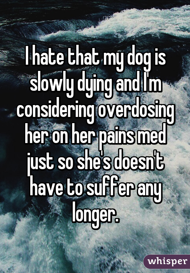 I hate that my dog is slowly dying and I'm considering overdosing her on her pains med just so she's doesn't have to suffer any longer.