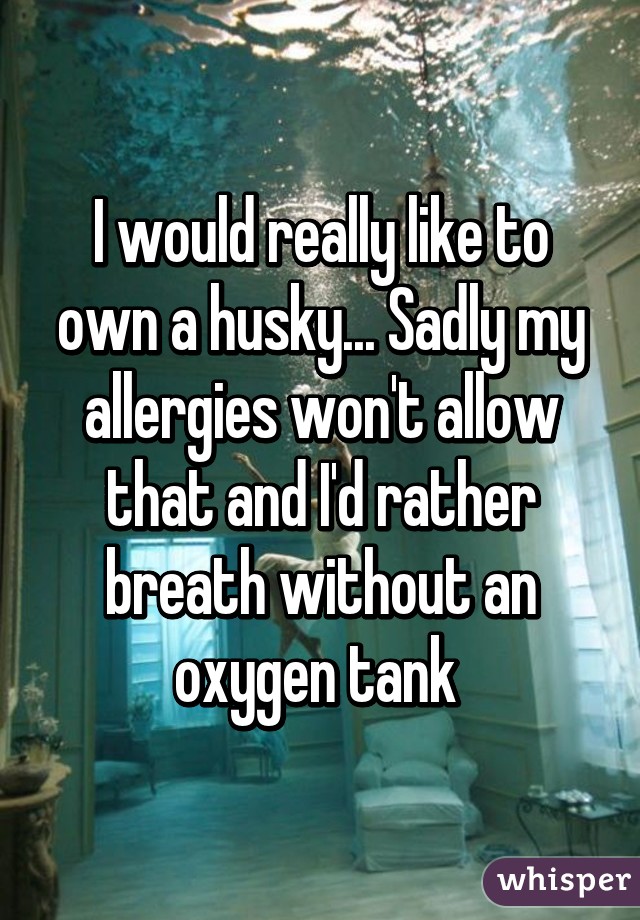 I would really like to own a husky... Sadly my allergies won't allow that and I'd rather breath without an oxygen tank 