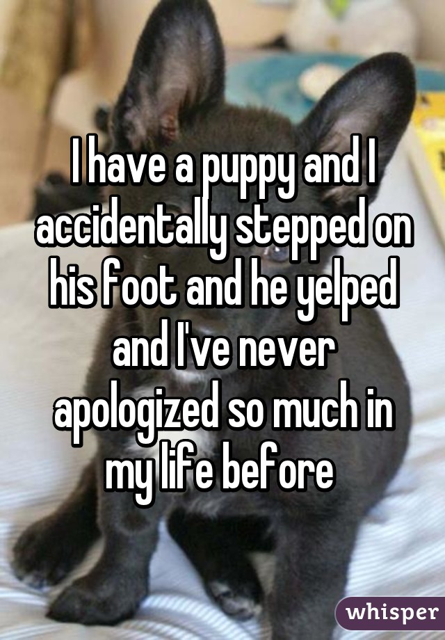 I have a puppy and I accidentally stepped on his foot and he yelped and I've never apologized so much in my life before 