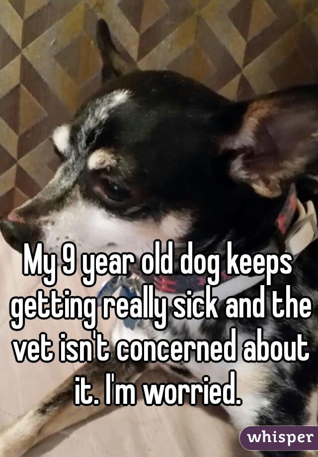 My 9 year old dog keeps getting really sick and the vet isn't concerned about it. I'm worried. 