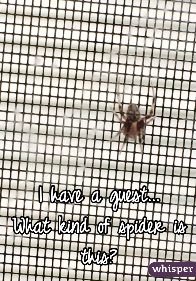 I have a guest...
What kind of spider is this?