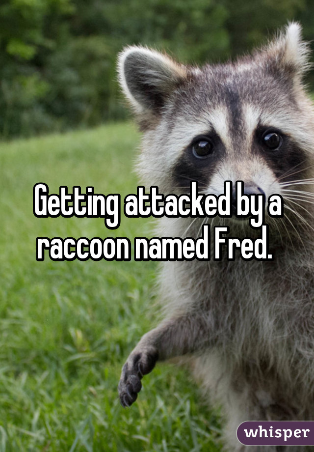 Getting attacked by a raccoon named Fred. 