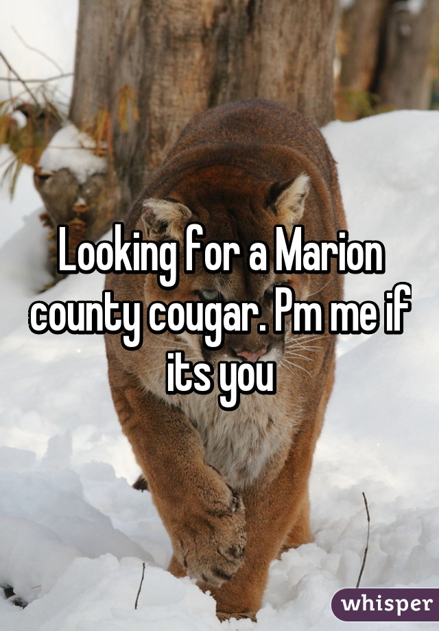 Looking for a Marion county cougar. Pm me if its you