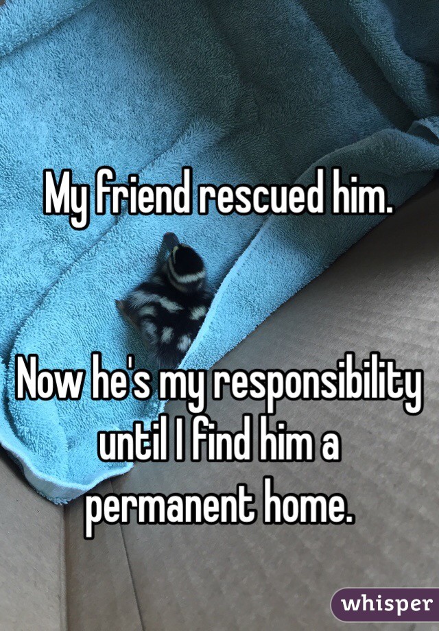 My friend rescued him.


Now he's my responsibility until I find him a permanent home.