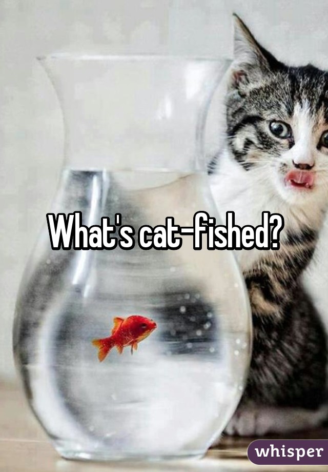 What's cat-fished?