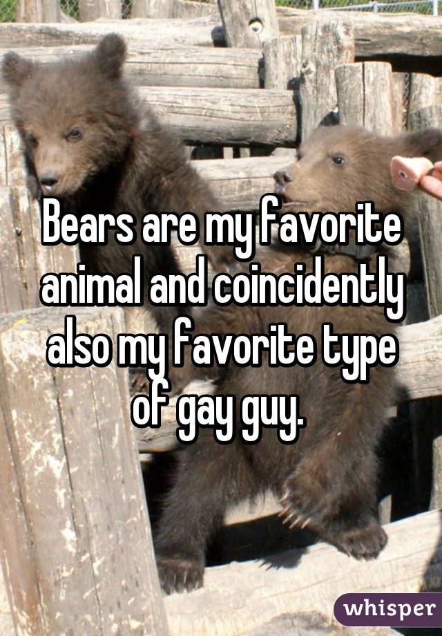 Bears are my favorite animal and coincidently also my favorite type of gay guy. 