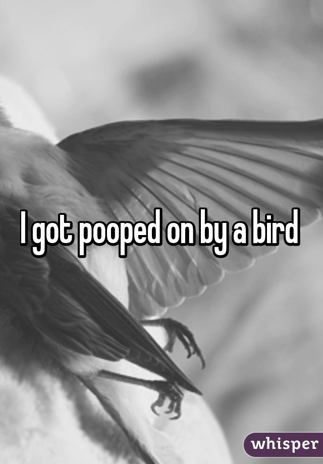 I got pooped on by a bird 