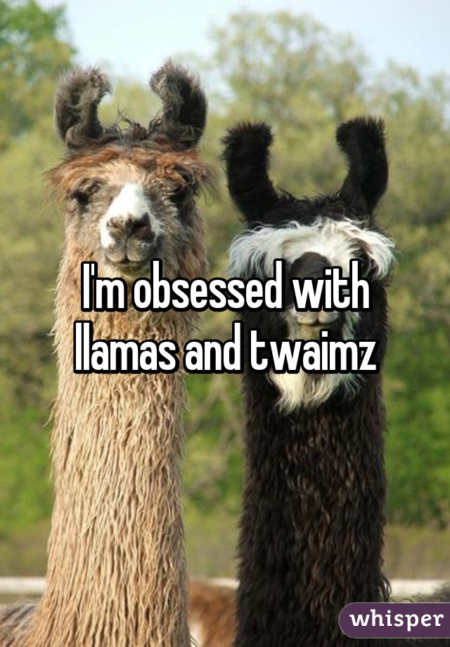 I'm obsessed with llamas and twaimz