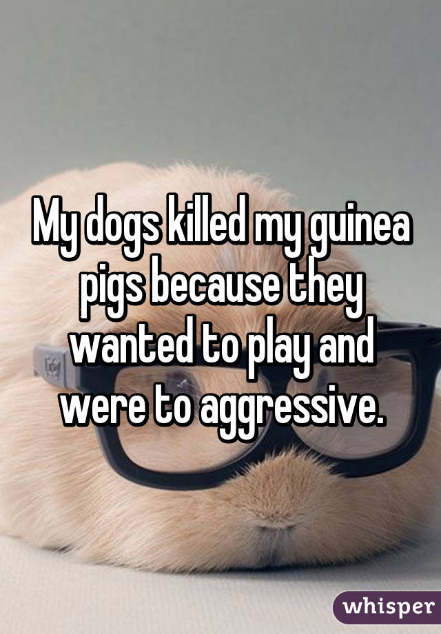 My dogs killed my guinea pigs because they wanted to play and were to aggressive.