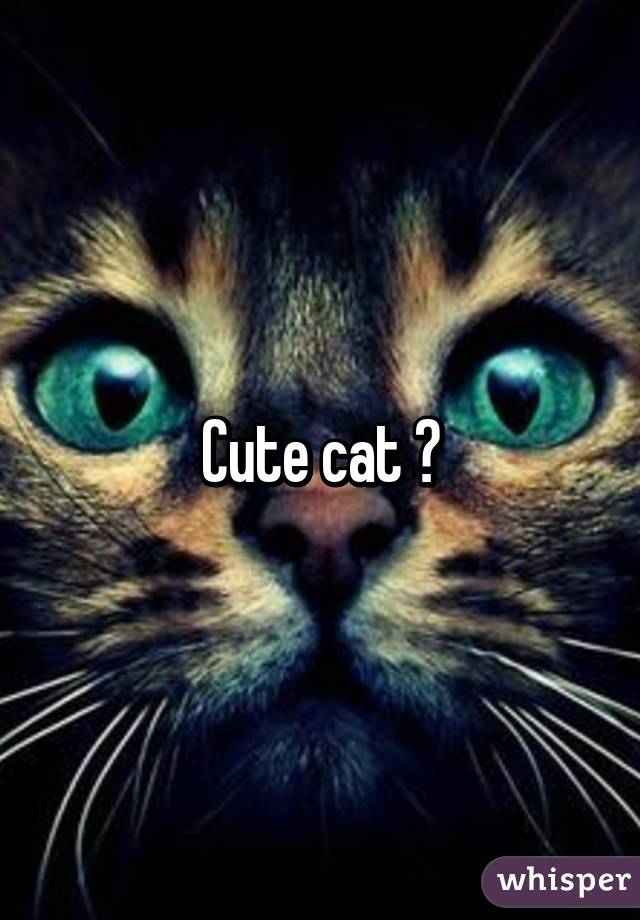 Cute cat 😻