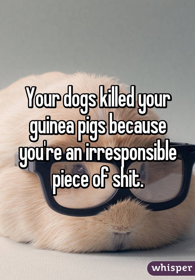 Your dogs killed your guinea pigs because you're an irresponsible piece of shit.