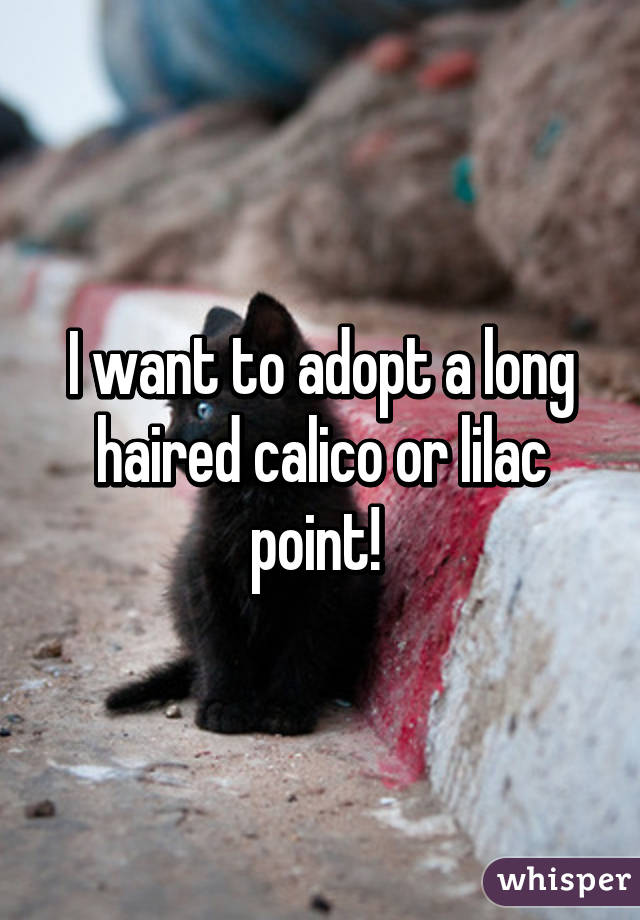 I want to adopt a long haired calico or lilac point! 