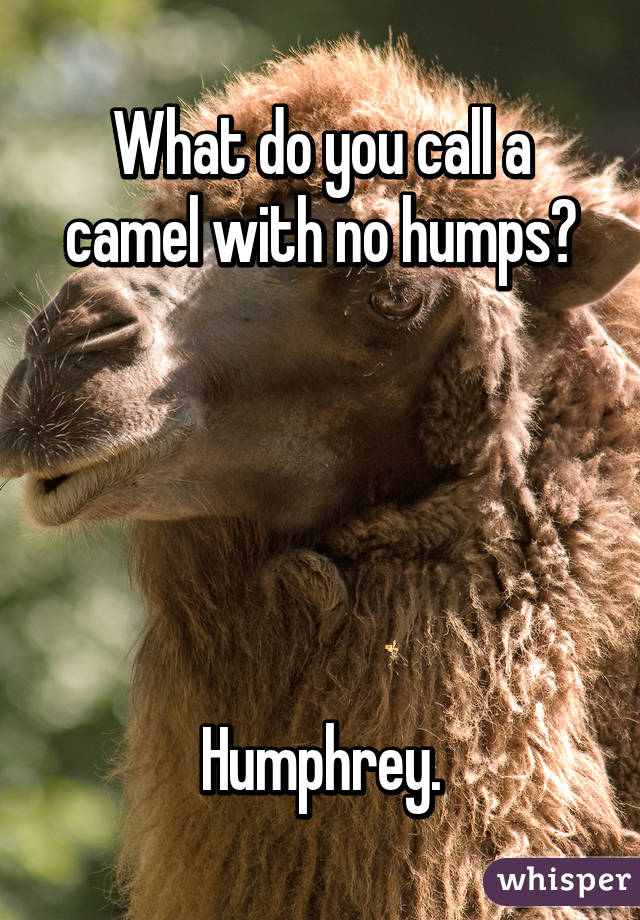 What do you call a camel with no humps? Humphrey.
