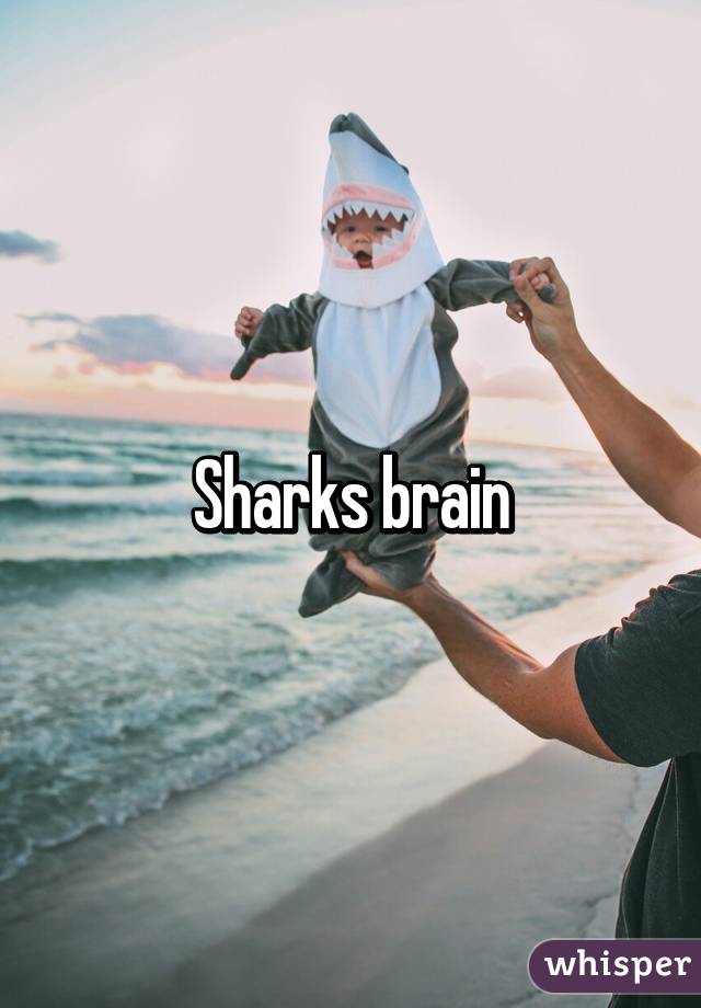 Sharks brain