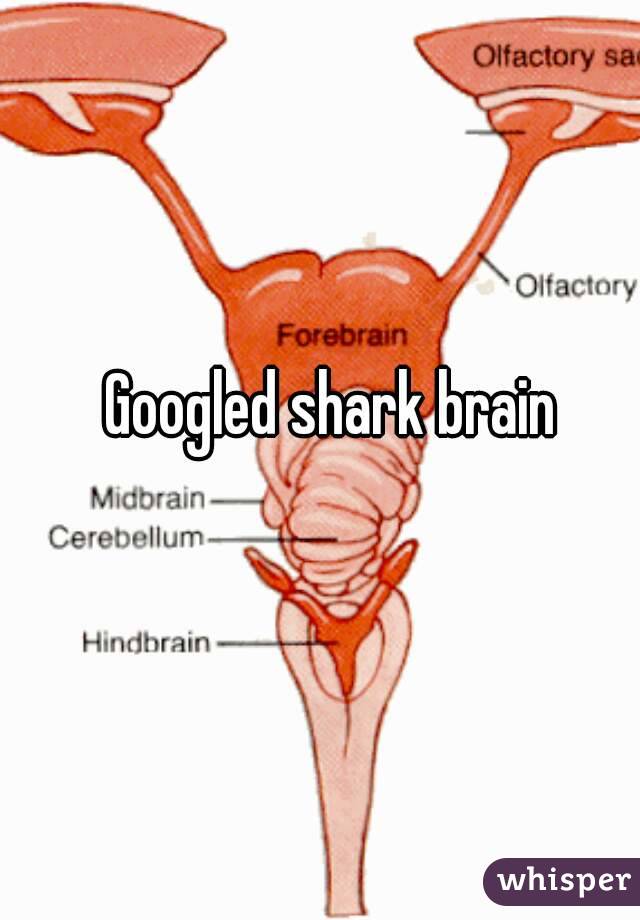 Googled shark brain