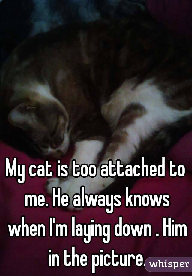 My cat is too attached to me. He always knows when I'm laying down . Him in the picture.
