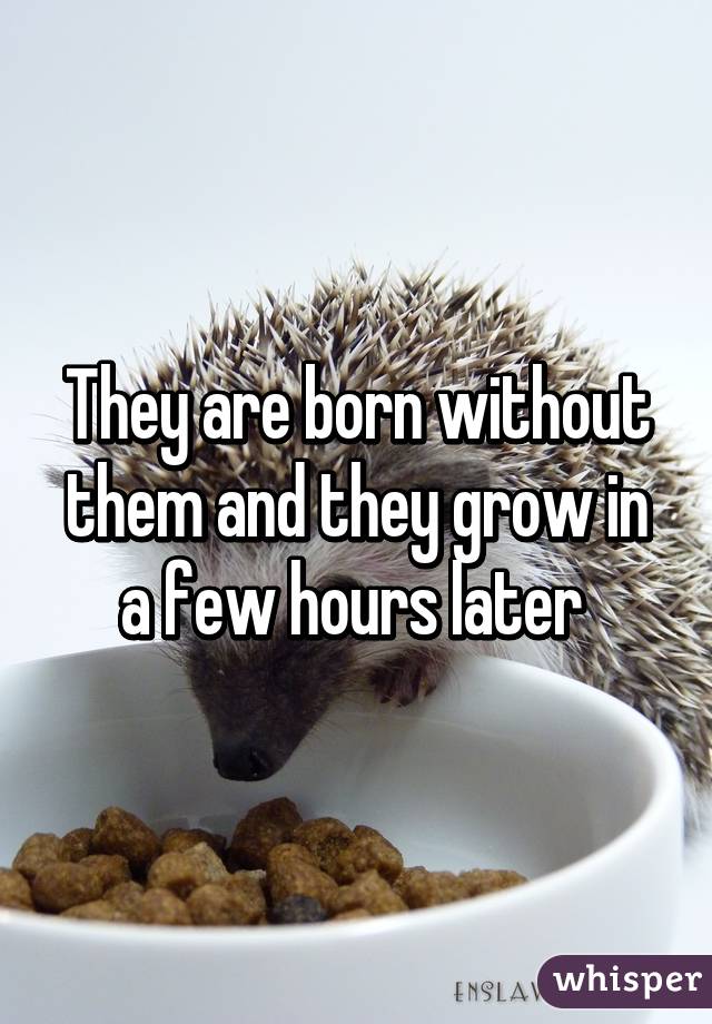 They are born without them and they grow in a few hours later 