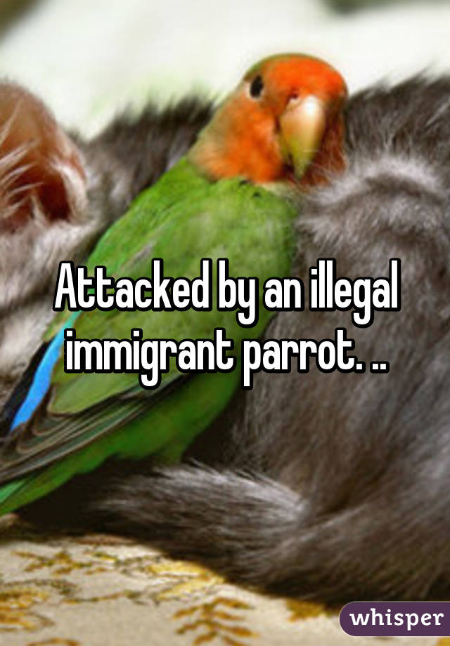 Attacked by an illegal immigrant parrot. ..