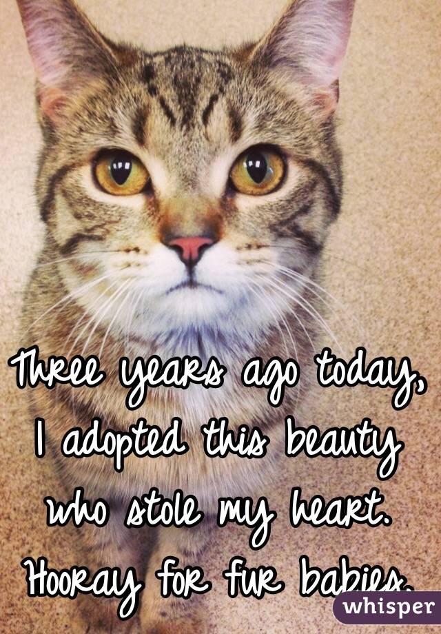 Three years ago today, I adopted this beauty who stole my heart. Hooray for fur babies.