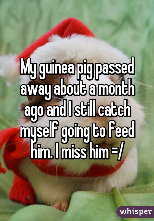 My guinea pig passed away about a month ago and I still catch myself going to feed him. I miss him =/