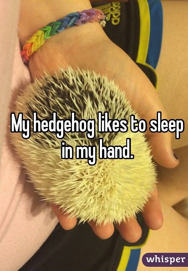 My hedgehog likes to sleep in my hand. 