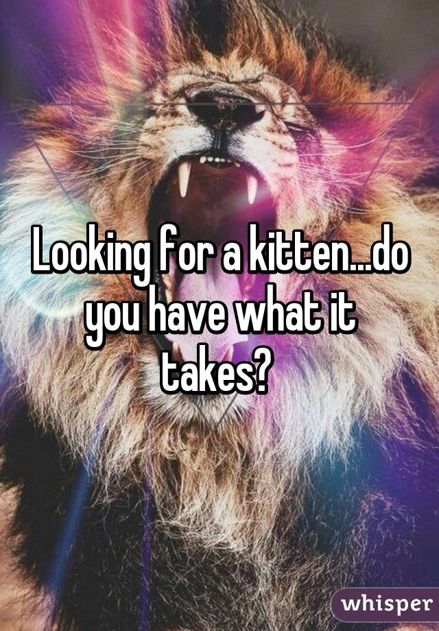 Looking for a kitten...do you have what it takes? 