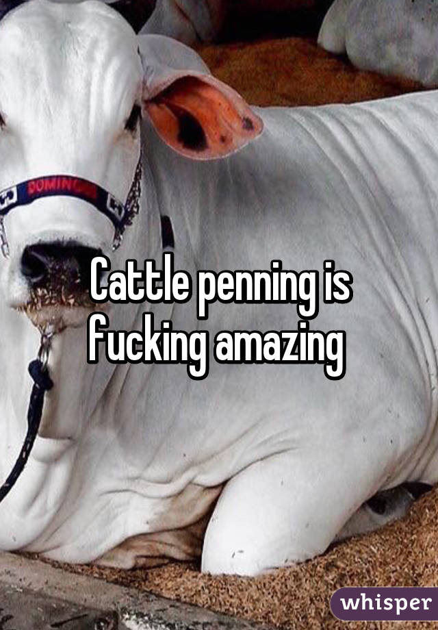 Cattle penning is fucking amazing 