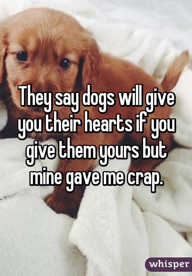 They say dogs will give you their hearts if you give them yours but mine gave me crap.