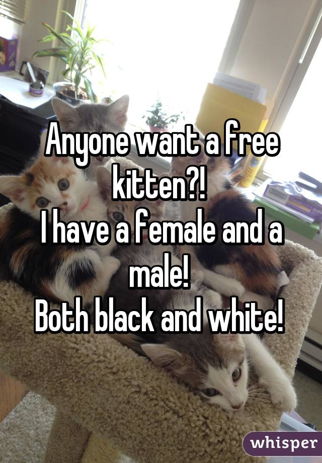 Anyone want a free kitten?! 
I have a female and a male! 
Both black and white! 