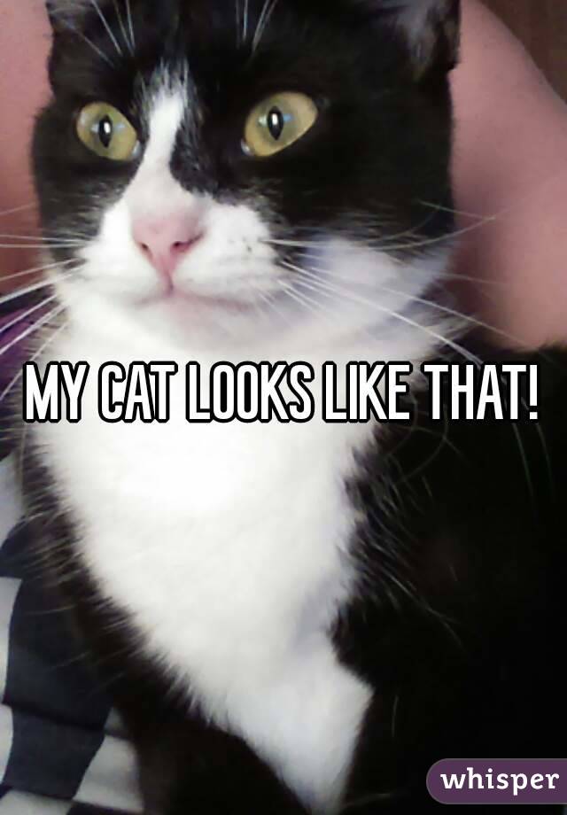 MY CAT LOOKS LIKE THAT!