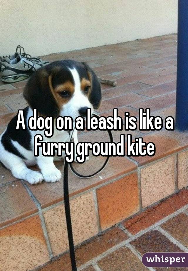 A dog on a leash is like a furry ground kite