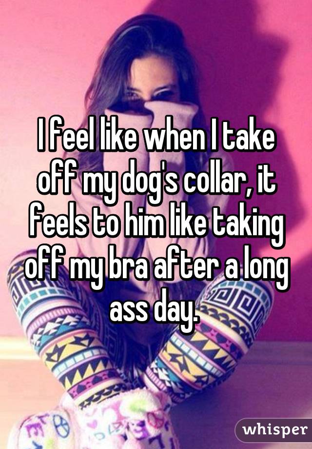 I feel like when I take off my dog's collar, it feels to him like taking off my bra after a long ass day. 