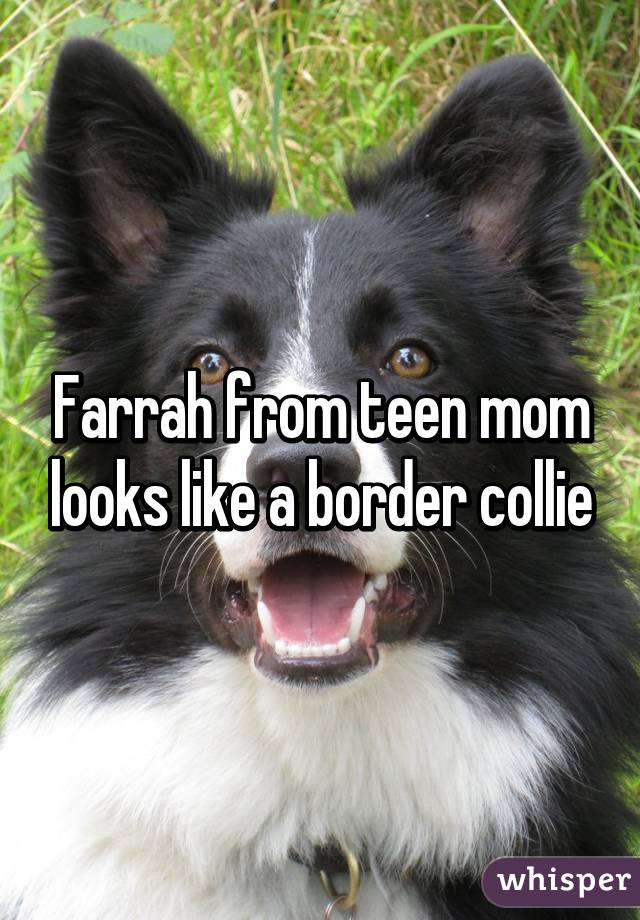 Farrah from teen mom looks like a border collie