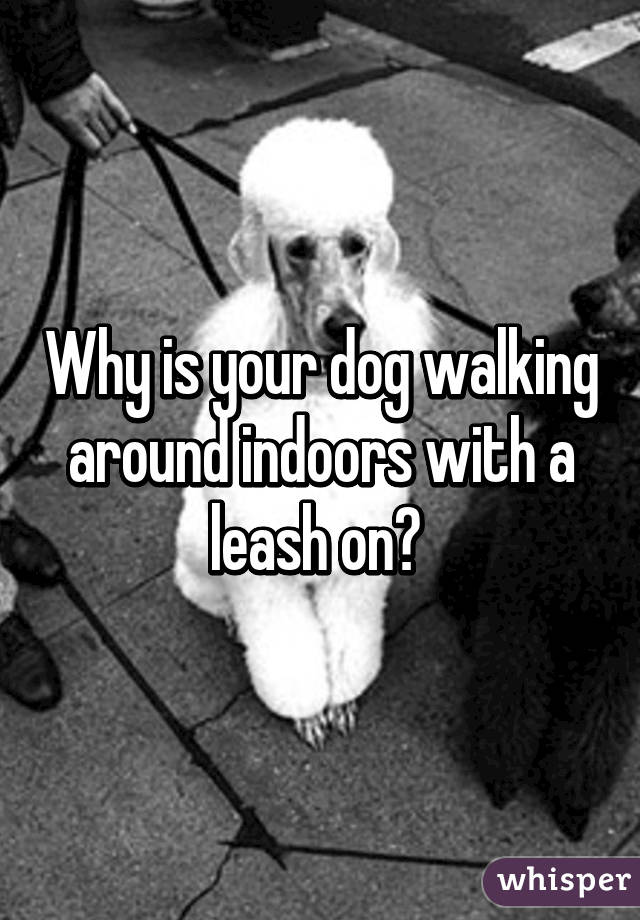 Why is your dog walking around indoors with a leash on? 