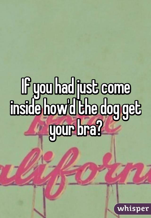 If you had just come inside how'd the dog get your bra?