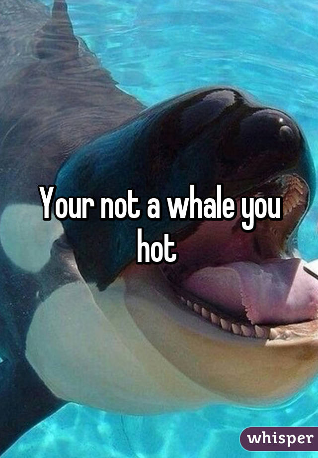 Your not a whale you hot 