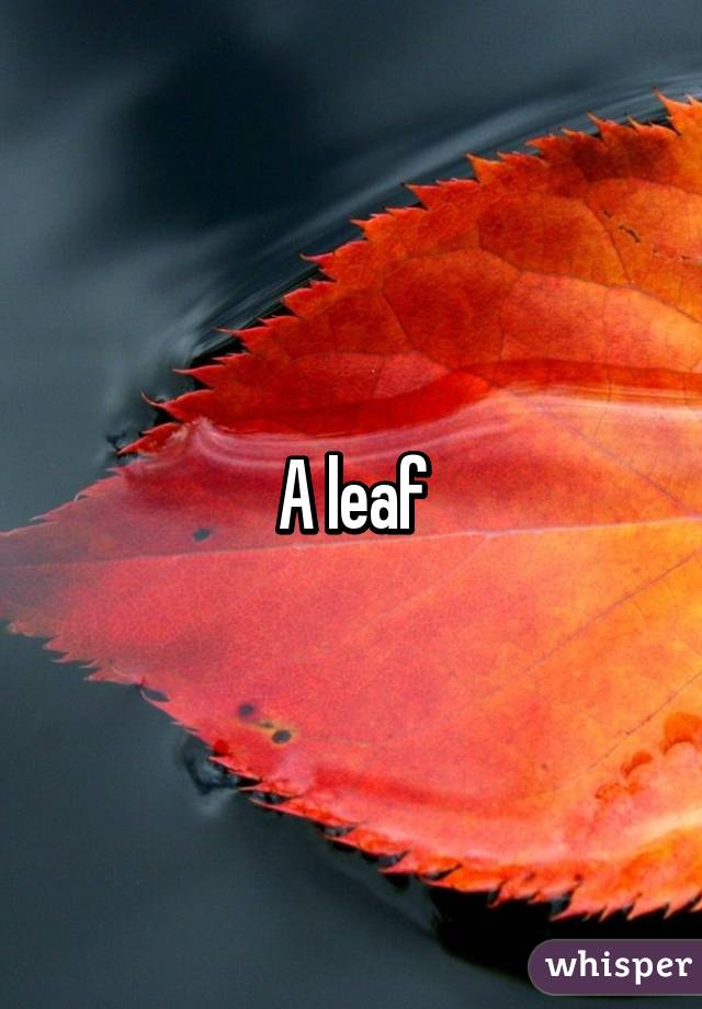 A leaf