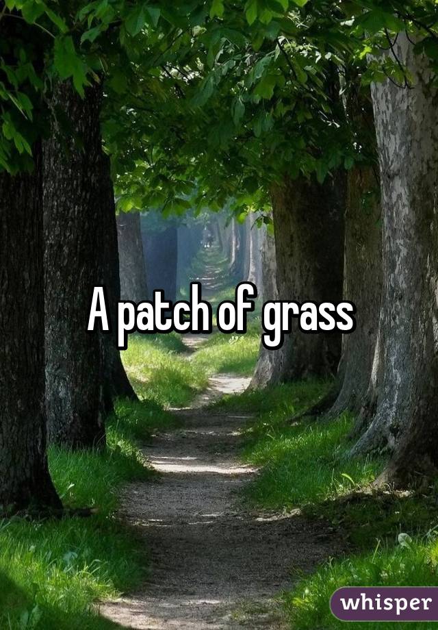 A patch of grass