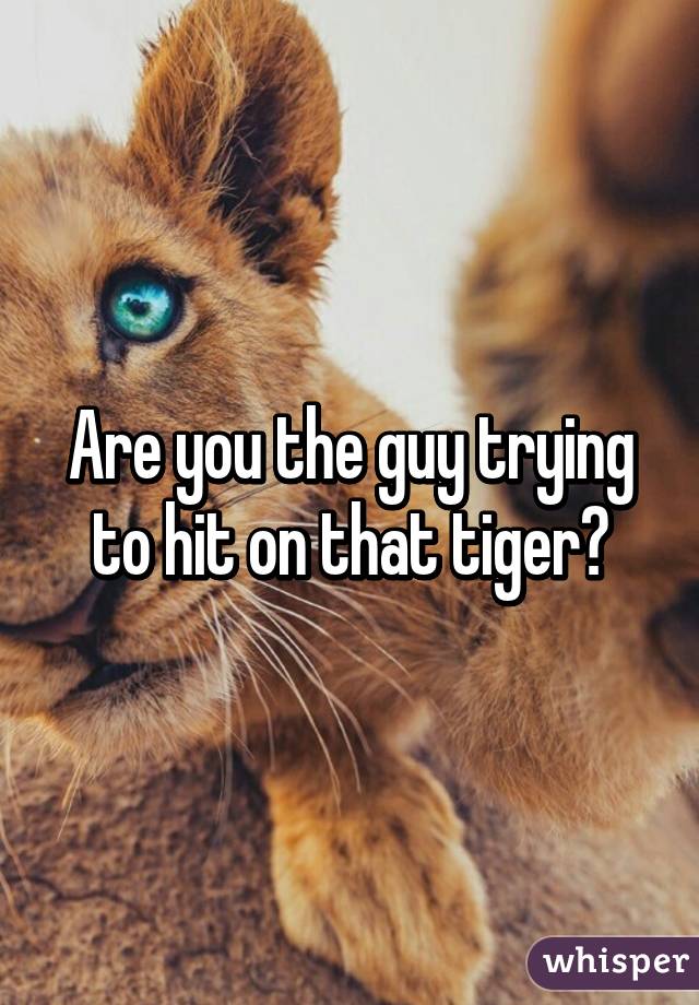 Are you the guy trying to hit on that tiger?
