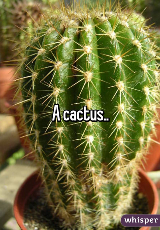 A cactus..