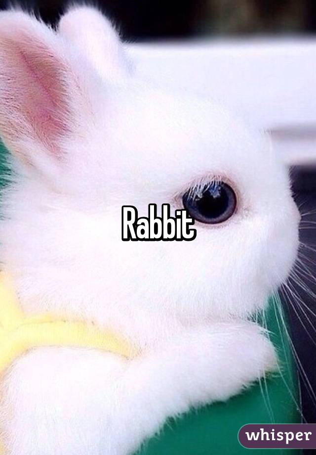 Rabbit